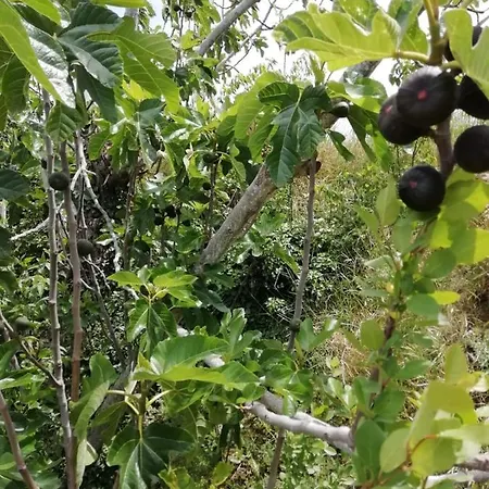 Mas D'en Ferran Casa rural *